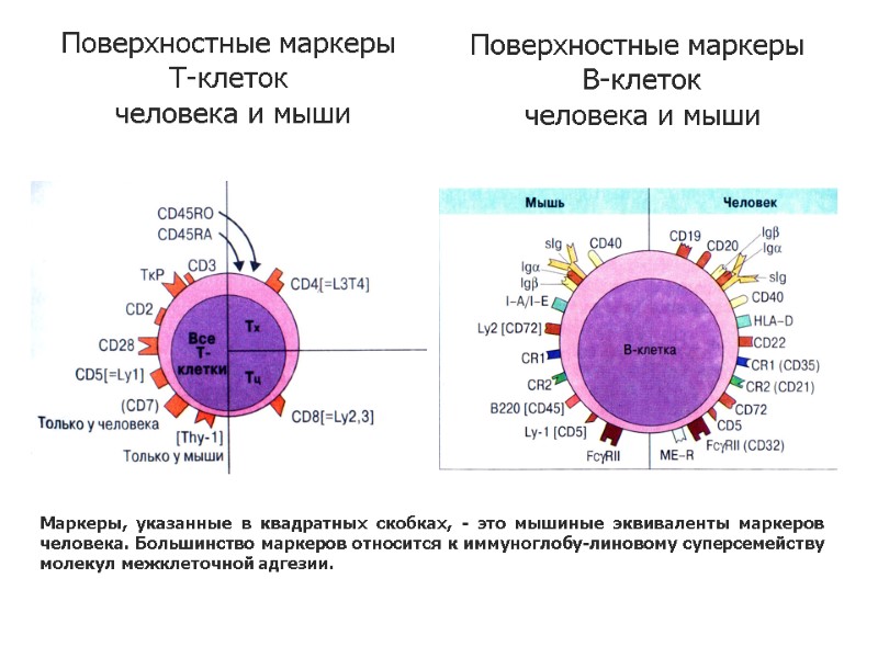 Маркеры, указанные в квадратных скобках, - это мышиные эквиваленты маркеров человека. Большинство маркеров относится